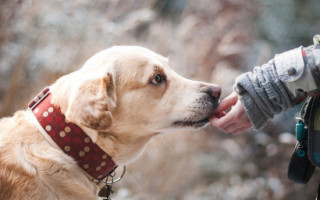 Фото с животными будет под запретом: в Киевсовете рассмотрят проект решения