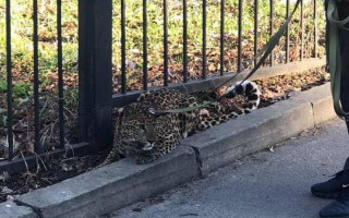 На одной из улиц столицы разгуливал хищник, фото