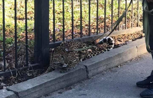 На одной из улиц столицы разгуливал хищник, фото