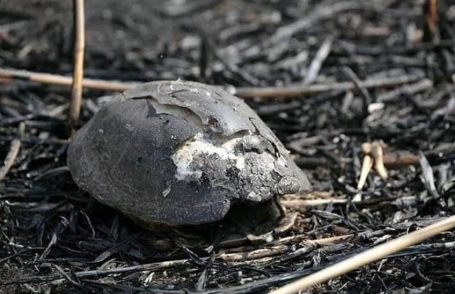 Сжигание сухой травы убивает животных и птиц: в Чернобыльском заповеднике показали фото