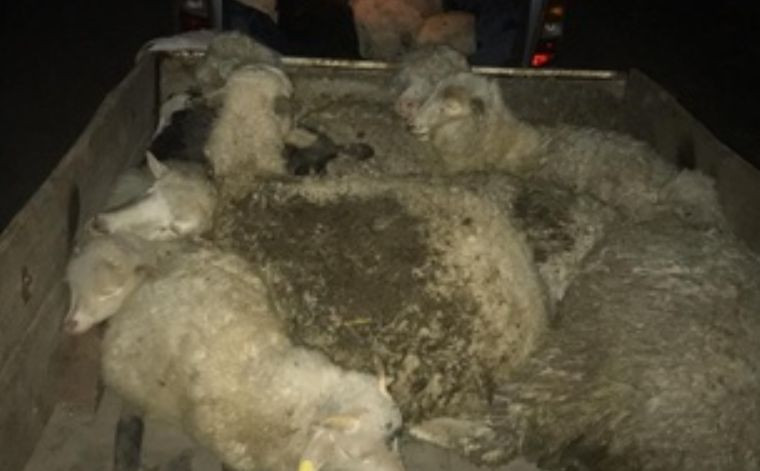Викрали 20 овець: на Київщині сталося зухвале пограбування