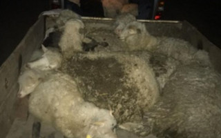 Викрали 20 овець: на Київщині сталося зухвале пограбування
