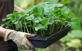 Українцям дозволили продавати насіння та іншу сільгосппродукцію під час карантину