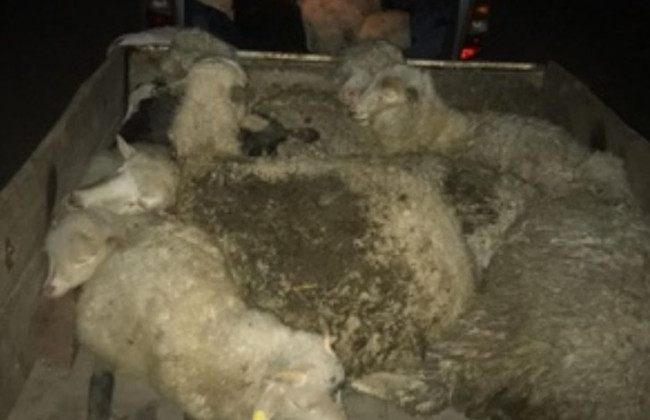 Викрали 20 овець: на Київщині сталося зухвале пограбування