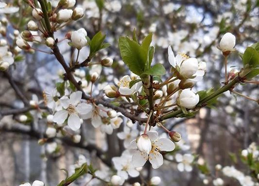 Весна в разгаре: в Киеве цветет вишня, фото