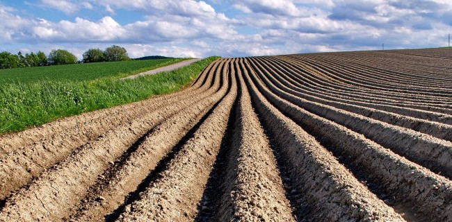 Рынок земли: внесли пять постановлений об отмене закона