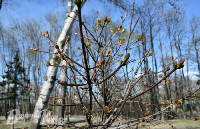 В Киеве цветут магнолии и вишни, фото
