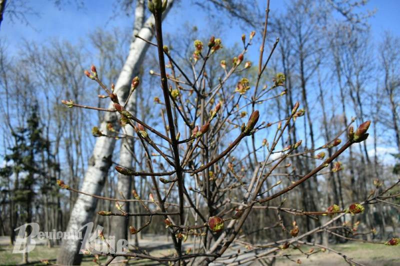 В Киеве цветут магнолии и вишни, фото