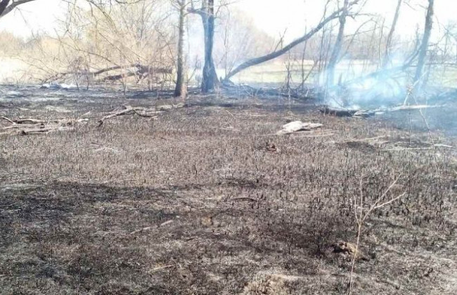 «Выкуривала» лисиц: под Киевом пенсионерка устроила серьезный пожар