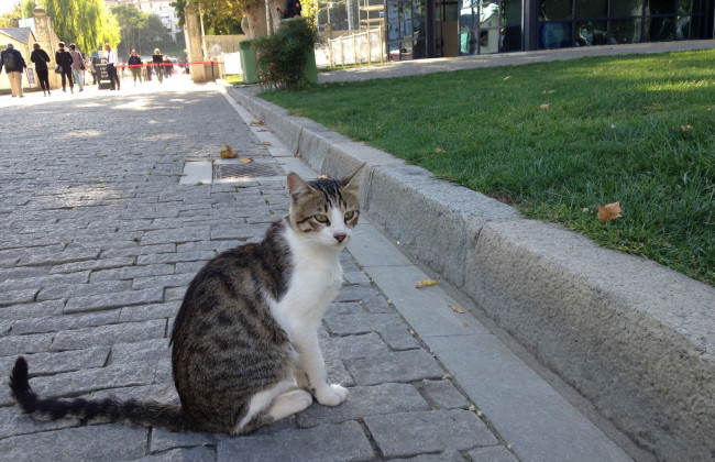 Китайські вчені попереджають про наявність коронавірусу у котів