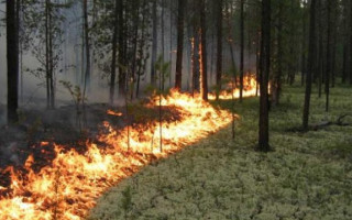 Третій день триває лісова пожежа на Житомирщині: подробиці
