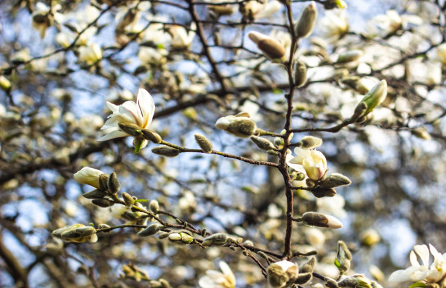 В киевском ботсаду зацвели магнолии: сколько посетителей во время карантина, фото