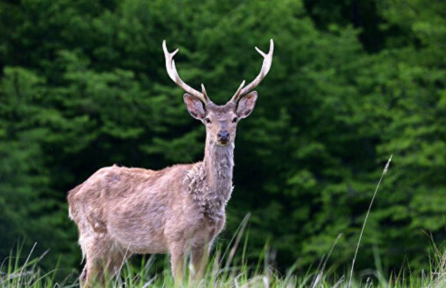 Нанесен ущерб живому миру: появилось видео последствий пожара в Чернобыльском заповеднике