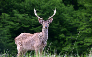 Нанесен ущерб живому миру: появилось видео последствий пожара в Чернобыльском заповеднике
