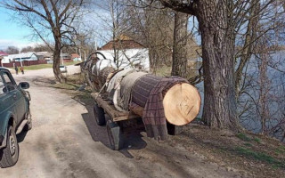 На Сумщині крадії дерев накинулися з ножем на екоінспекторів