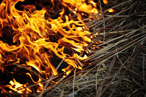 Впала у вогнище і згоріла заживо: на Сумщині жінка загинула під час спалення сухої трави