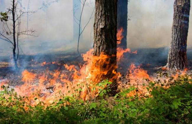 Уряд вимагає посилити відповідальність для паліїв сухої трави