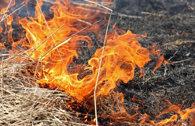 Раду просять зайнятися паліями трави