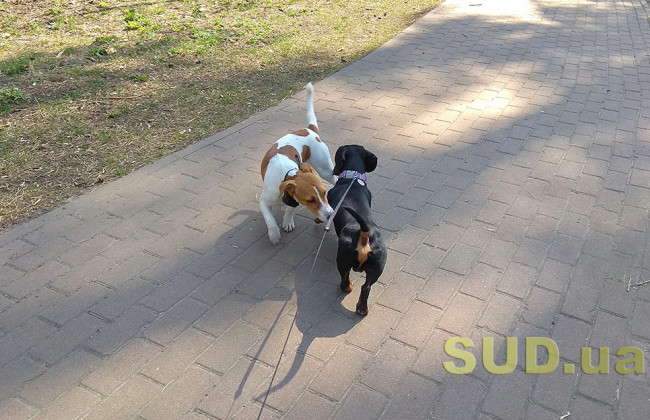 Карантин в Киеве 8 апреля: Хоть и медленно, но парки столицы опустели, фото