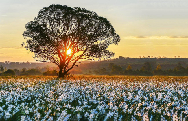 Підпал заповідника на Закарпатті: зловмиснику повідомлено про підозру