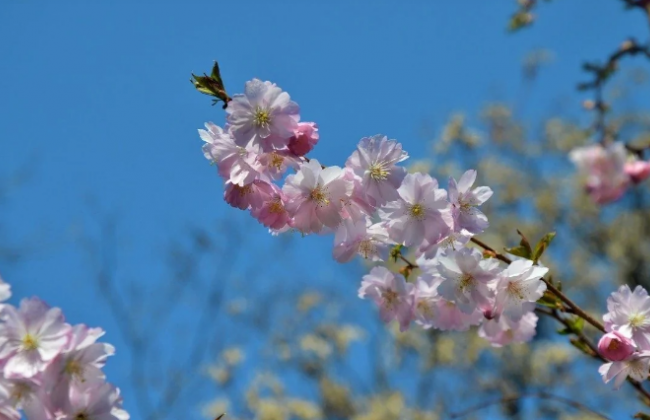 Киевлянам показали цветущие сакуры в одном из парков, фото
