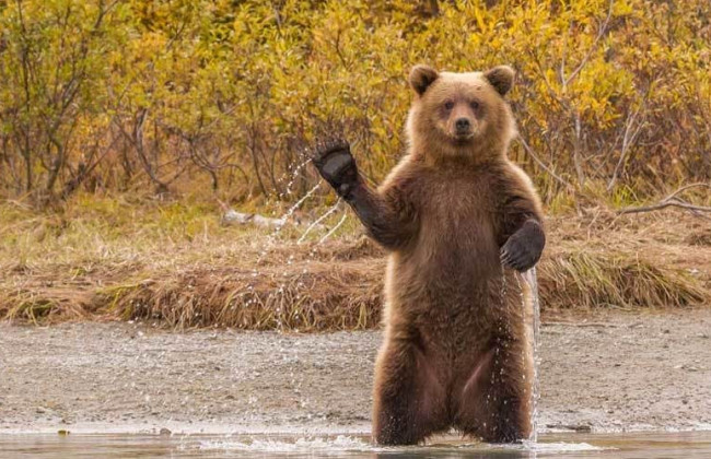 Прогнозы неутешительны: назван год, когда начнется массовое вымирание животных