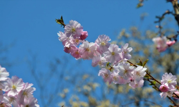 Киевлянам показали цветущие сакуры в одном из парков, фото