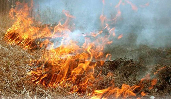 Верховна Рада посилила відповідальність за випалювання сухої трави: прийнято закон