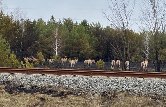 Вогнеборцям вдалося загасити лісові пожежі у Чорнобильській зоні