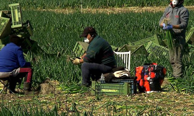 Карантин по-фермерски: в Австрии мужчина жестоко поступил с украинцами