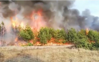На Чернігівщині дачник спалив 70 гектарів молодого лісу: подробиці