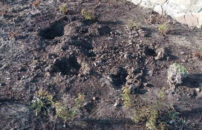 Поживились растениями: в Киеве вандалы атаковали клумбу