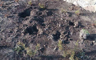Поживились растениями: в Киеве вандалы атаковали клумбу
