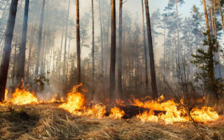 Масштабна пожежа під Києвом: знову загорівся ліс