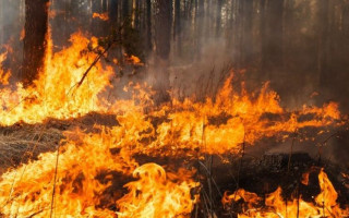 Чергова лісова пожежа в Україні: до гасіння залучено понад 300 осіб