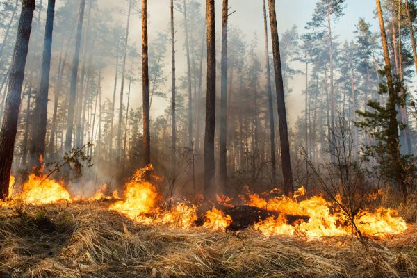 Масштабна пожежа під Києвом: знову загорівся ліс