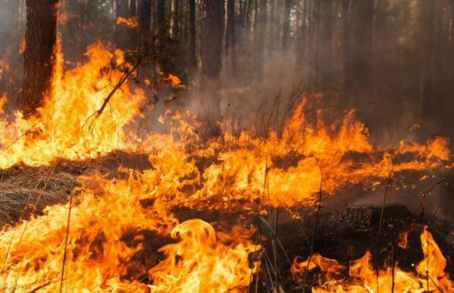 Чергова лісова пожежа в Україні: до гасіння залучено понад 300 осіб