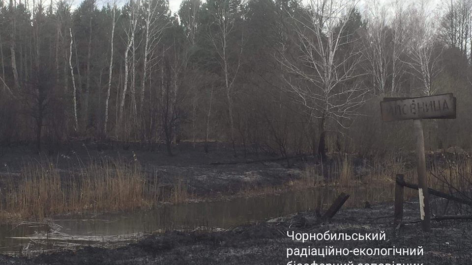 Вогонь знищив пасовища і годівниці: Чорнобильський заповідник просить допомогти тваринам після пожежі