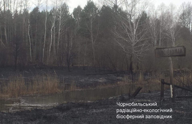 Вогонь знищив пасовища і годівниці: Чорнобильський заповідник просить допомогти тваринам після пожежі