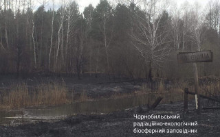 Вогонь знищив пасовища і годівниці: Чорнобильський заповідник просить допомогти тваринам після пожежі