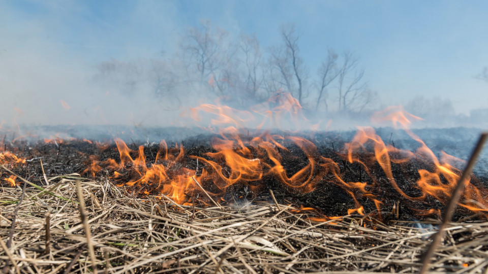 Поджог сухой травы в Киевской области: полиция задержала подозреваемых