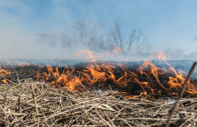 Поджог сухой травы в Киевской области: полиция задержала подозреваемых