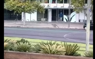 По центральной улице опустевшего австралийского города-миллионника гуляет кенгуру: видео