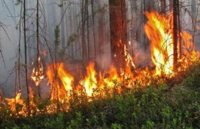 У Київській області спалахнула масштабна пожежа: фото