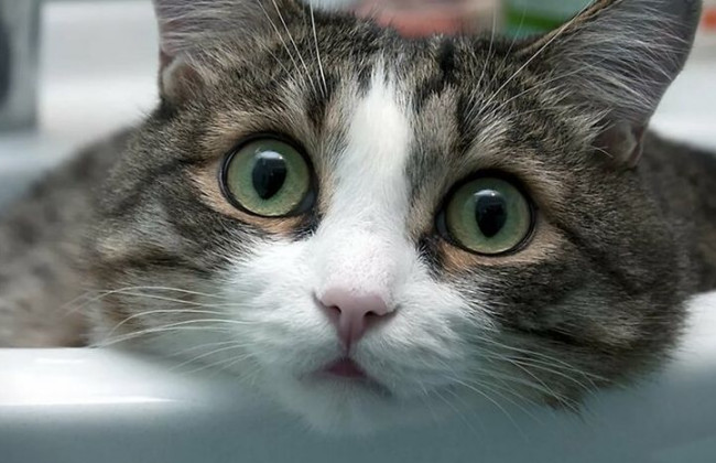 Заразились от людей: в США два кота заболели коронавирусом