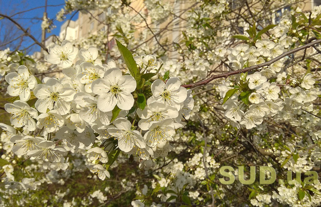 Быстрее, выше, сильнее — чем заняты киевляне во время карантина 23 апреля, фото