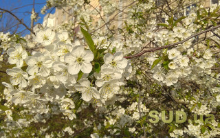 Быстрее, выше, сильнее — чем заняты киевляне во время карантина 23 апреля, фото
