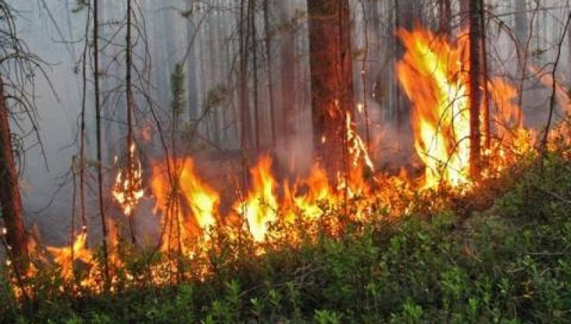 У Київській області спалахнула масштабна пожежа: фото