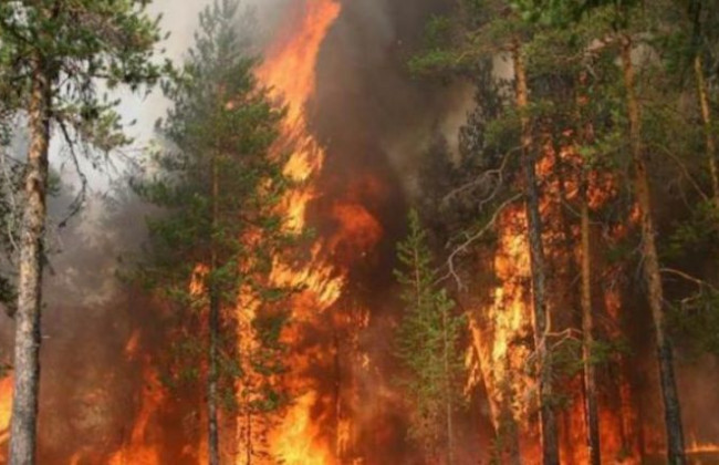 На Київщині палає ліс: вогонь досягає крон дерев, відео