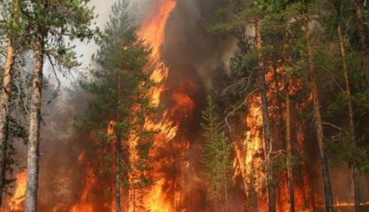 На Київщині палає ліс: вогонь досягає крон дерев, відео